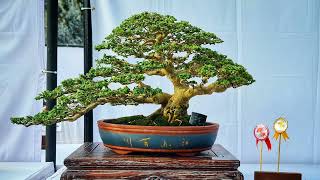 Exhibition bonsai malaysia 2021 part 1