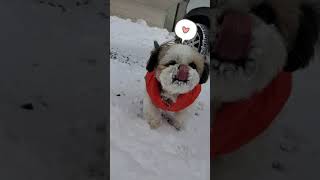 シーズー犬／雪を美味しそうに食べるフッちゃん🐶❄️ Shih Tzu dog / Fu-chan who eats snow deliciously🐶❄️ #Shorts