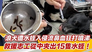 浪犬遭水蛭入侵流鼻血狂打噴涕　救援志工從中夾出15隻水蛭！ #shorts ｜三立新聞網 SETN.com