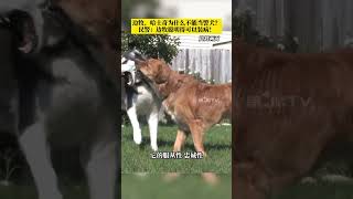 哪个狗狗可以当警犬，我家边牧、哈士奇可以去吗？边牧聪明得可以拆家，哈士奇太拆家！#警犬#狗狗#边牧 #哈士奇