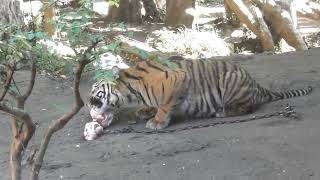 東京、上野動物園(三つ子ちゃんとママの～お庭遊び～～）あっ、僕が一番だ～！美味しい物は早い者勝ち～！あっ、次は私よ～！お兄ちゃんの食べ残しだけど～？あっ、次は僕だ～妹の食べ残しだけど～．．．