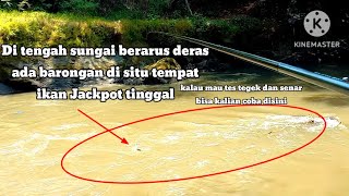 Part 1.. Hanya bermodalkan tempe goreng bisa panen Ikan Tawes liar di spot ini