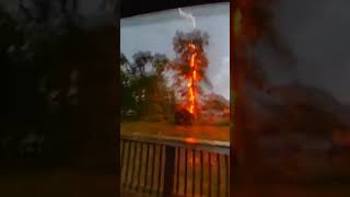 Tree Explodes After Lightning Strike Shorts Viral