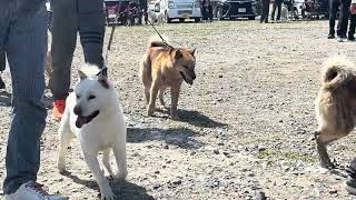 20240421【北海道犬協会】　第112回本部展覧会　成犬第一牝組