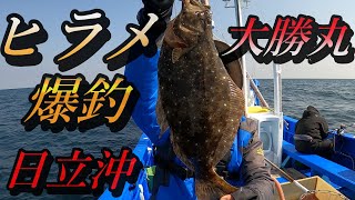 ヒラメ釣り 船釣り 日立沖でヒラメ爆釣 泳がせ釣りで12月解禁のヒラメを狙ってきました！