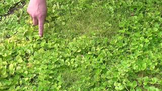 Combine Creeping Jenny with Pearlwort for Better Ground Cover