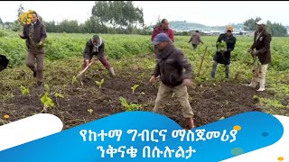 የከተማ ግብርና ማስጀመሪያ ንቅናቄ በሱሉልታ