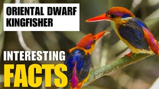 Exploring the Fascinating World of Oriental Dwarf Kingfisher | Interesting Facts | The Beast World