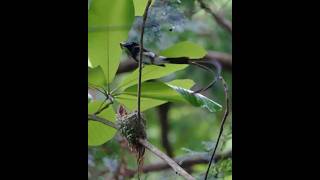 【優雅な子育て】 サンコウチョウ子育てParenting records of Japanese Paradise flycatcher #birdnest