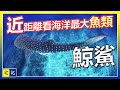 【宅記】277 宿務 DAY 3  | 近距離觀看海洋最大魚類 - 鯨鯊 | 宿雾岛最高山峰 - 奧斯梅納峰  |  圖馬洛瀑布