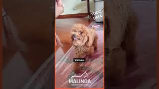 Enseñando a mascota a sentarse y echarse | Adiestramiento MALINOA | LIMA #dogtraining