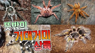 보이는게 전부 타란튤라입니다 뜻밖의 거대거미들 상륙