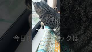 真剣にニャルソックする猫#shorts #cat #ニャルソック