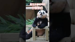 从小在妈妈和爷爷呵护下长大的福公主还没见过别的小熊，回到神树坪会很开心的，那里有很多小伙伴！