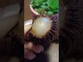 Cutting Rambutan (exotic fruit)and peeling with my hands #shorts #viral#cutting #satisfying #fruit