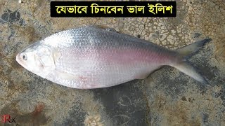 তাজা ইলিশ চেনার ৩টি উপায় । way to buy fresh hilsa fish