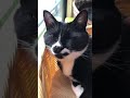 tuxedo cat😸black cat 大好きなバロンとおやすみなさい🌙白黒猫ざきおと黒猫バロン