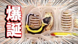 【極美！】レオパの赤ちゃんが産まれました【他のヘビーちゃんの成長報告あり】