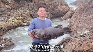 【阿向趕海】 30斤老虎斑打窩 抓獲十幾斤重巨型石斑 八爪鰻魚激烈互毆 魚獲達50斤