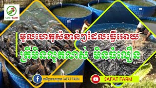 មូលហេតុ អ្វីខ្លះ ដែល ធ្វើអោយត្រីចិញ្ចឹមមិនធំធាត់លឿន មិនលូតលាស់ល្អ