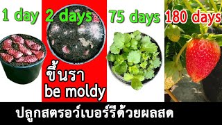 Ep 4 ปลูกสตรอว์เบอร์รีด้วยผลสด ขึ้นรา และวิธีแก้ไข Grown with fresh fruit / be moldy / and solution