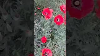 Poppy flower #flower #viral #garden #youtubeshorts #gardening #flowers #inshot