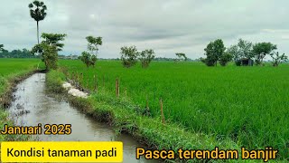 vlog kondisi tanaman padi desa bonto sunggu bulan januari 2025