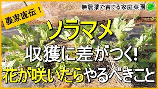 【そら豆栽培】整枝作業（脇芽かき）・土寄せ・追肥のコツを徹底解説！【有機農家直伝！無農薬で育てる家庭菜園】　23/3/9