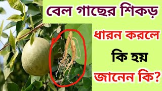 বেল গাছের শিকড় ধারন করলে কি হয়, জানেন কি?শাস্ত্রমতে বিস্তারিত জেনে নিন।Joy Shiv Sambhu