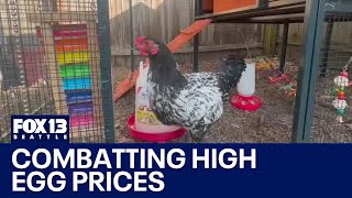 Backyard chickens: Answer to high egg prices | FOX 13 Seattle