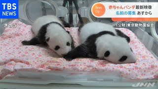 双子の赤ちゃんパンダ最新映像、名前の募集 あすから