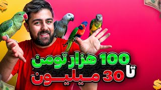 راهنمای خرید طوطی از 100 هزار تومان تا 30 میلیون تومان || پاییز 1403