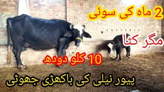 پیور نیلی کی 2 ماہ کی سوئی باکھڑی جھوٹی sale(03095071591) in pakistan on YouTube 23/2/2025