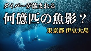 東京都の伊豆大島でサーディンラン！何億匹ものイワシに囲まれるダイビング【水中世界】