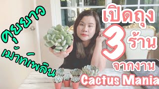 [ Rookie P ] EP172 Unbox  :  เปิดถุงไม้อวบน้ำ 3 ร้าน จากงาน Cactus Mania