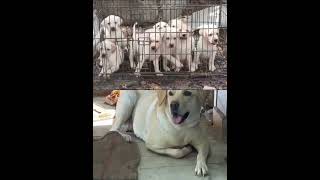 Labrador puppies for sale -  94904 33969