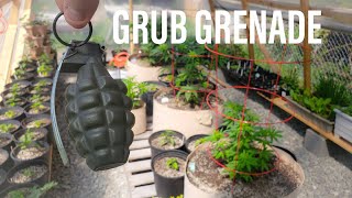 CANNABEARDS GREENHOUSE 03 - GRUB GRENADE