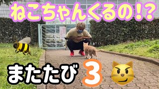 【またたび３】全身にまたたびブッかけたらネコ寄ってくる！？【検証】