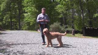 Fitz | Goldendoodle Puppy Training
