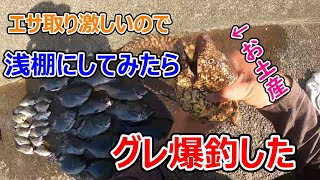 【磯釣り】足の遅いエサ取りには浅棚です。グレ爆釣。大引、アシカの子でグレ爆釣！