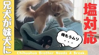 【多頭飼い】チワワ兄妹対決！優しい兄犬が自由な妹犬に塩対応！？