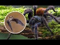 la araña 🕷️ animales para niños 🌱 epsiodio 10