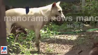 വീട്ടുവളപ്പില്‍ നായയെ പേവിഷ ലക്ഷണങ്ങളോടെ നായ; അകത്താക്കി വീട്ടുകാര്‍ ഗേറ്റ് പൂട്ടി | Stray Dog