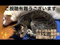 白柴犬アンズの草津温泉紀行