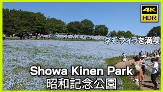 【4K HDR】  GW大人気！ネモフィラを満喫できるスポット〜昭和記念公園｜Walk in Showa Kinen Park