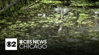 Environmental sanctuary takes shape in Chicago River's Wild Mile