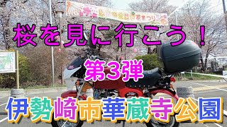 #295　【モンキー】　桜を見に行こう！第３弾　伊勢崎市華蔵寺公園