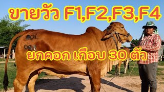 ขายวัวบราห์มันสีแดงๆจนแสบตา บราห์มันหัวโล๊น F1,F2,F3,F4 จักกฤษ ฟาร์ม บ้านโนนตุ่น อ.เมือง จ.ขอนแก่น