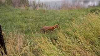 Sneaking up on a red fox