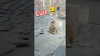 #cat #catsounds #discoverychannel #dog #funny #shortsfeed #monkey #khansir #funnyshorts #comedy